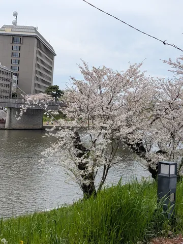 川沿いの桜、都会のオアシス