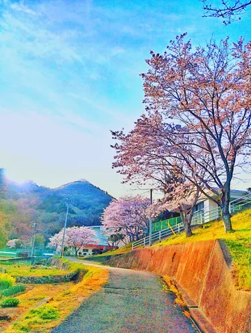 桜彩る春の小径