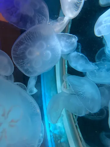 水中の神秘、クラゲの饗宴