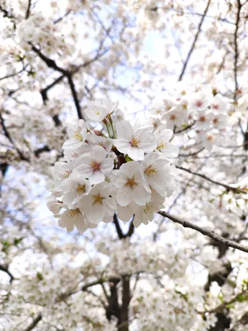 春の光、花房のささやき