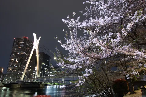 桜が灯りをこぼす夜