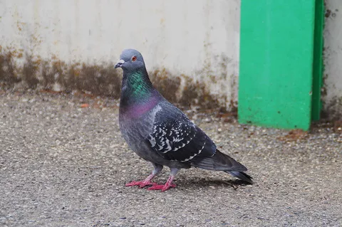 都会の鳥、クールな佇まい