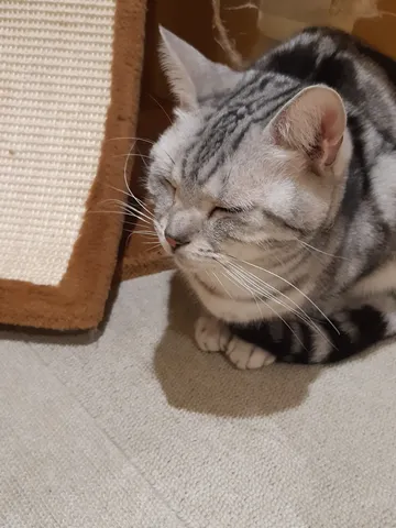 静かに眠る縞猫
