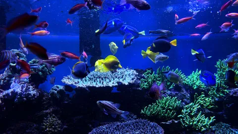 熱帯魚が彩るサンゴ礁
