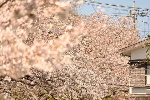 桜のシャワー