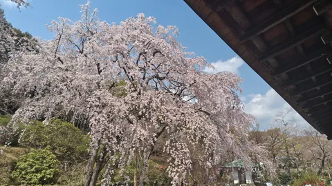 滝のように咲く桜、古都の風情