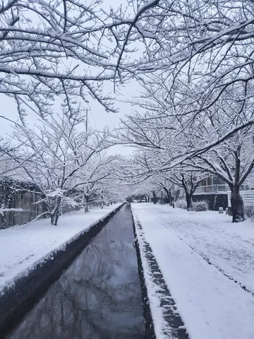 冬の静寂、水路と雪景色