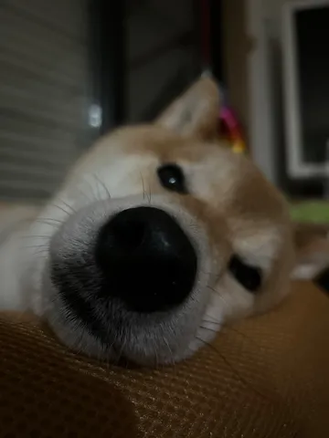 鼻先が語る、まどろみの午後
