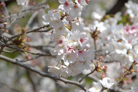 儚くも美しい、桜の淡い彩り