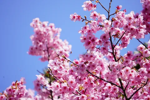 青空に満開！桜色のシャワー