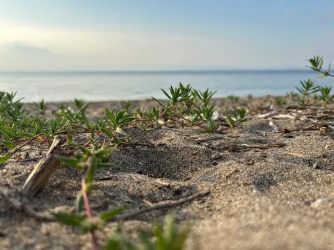 砂浜の緑、潮風の囁き