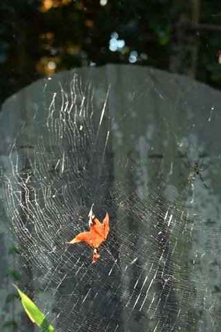 蜘蛛の巣に舞う秋のしずく