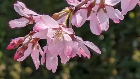 淡いピンクの儚い命