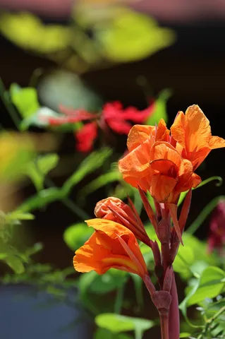 炎の花が揺れる午後