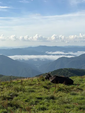山頂の牛、雄大な景色を眺む