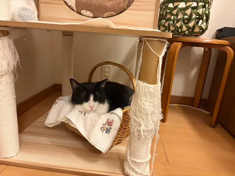 バスケットで眠る、黒白の静寂