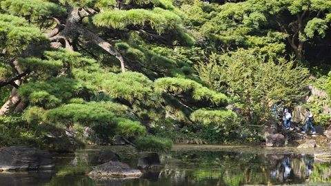緑深き庭園、水面に映る木漏れ日