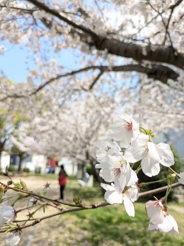 主役が際立つ桜の道