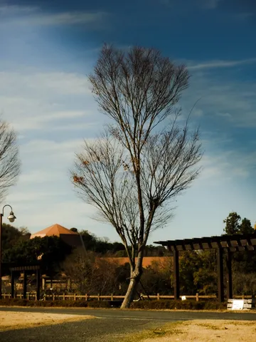 冬空に伸びる、風の彫刻