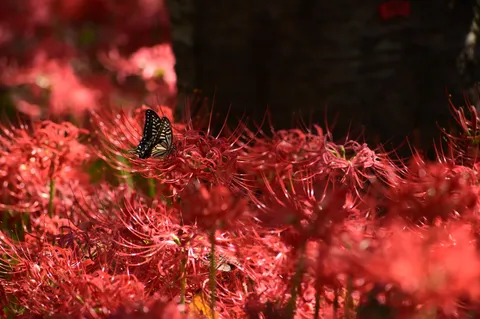 紅色の風に舞う蝶