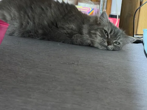 まどろむ猫ちゃんの日常