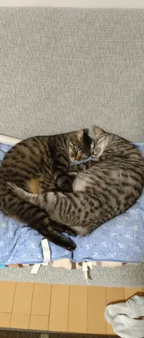 ハート猫