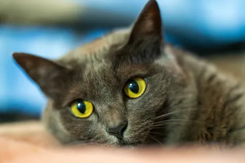 静かな眼差しの猫