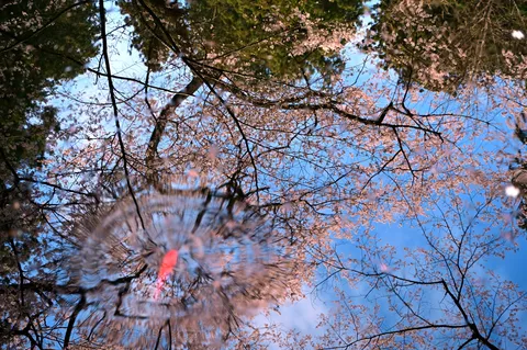 桜と風景の青い瞬間