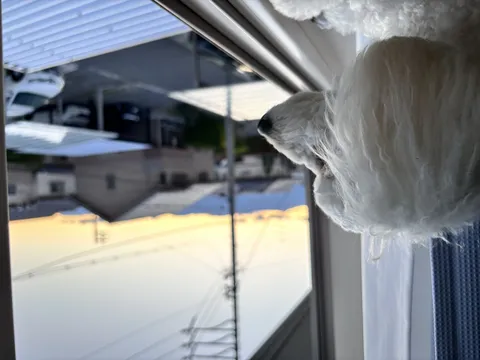 夕焼けと窓辺の白い犬