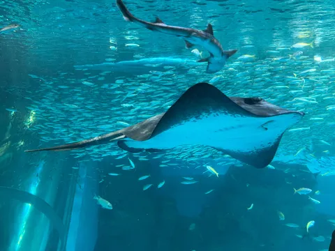 悠久の海、悠然と泳ぐ)