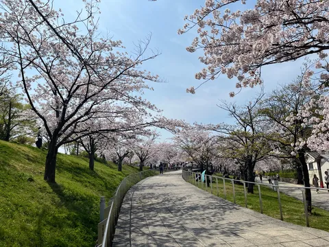 陽光きらめく桜道