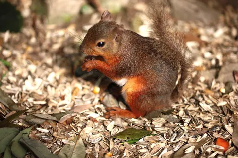 森の食いしん坊、小さな冒険家