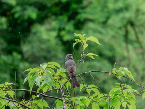 雨粒を浴びる鳥、自然との一時