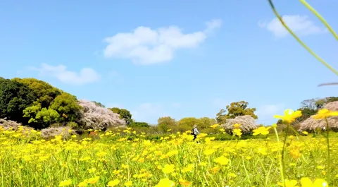 春の光に包まれる花畑