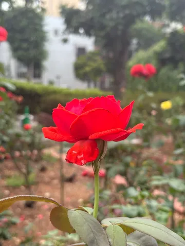 雨粒を纏った、情熱の赤