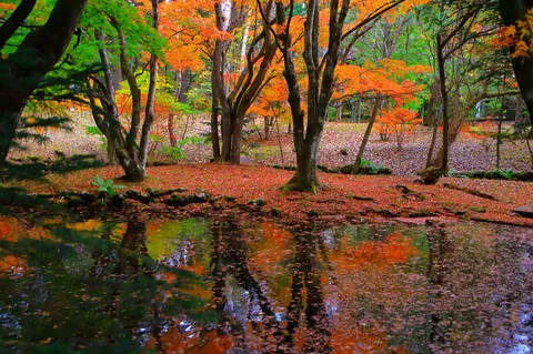 秋の水面に映る色彩