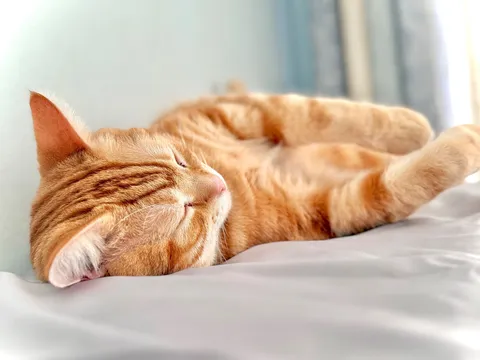 夢見る日向ぼっこ
