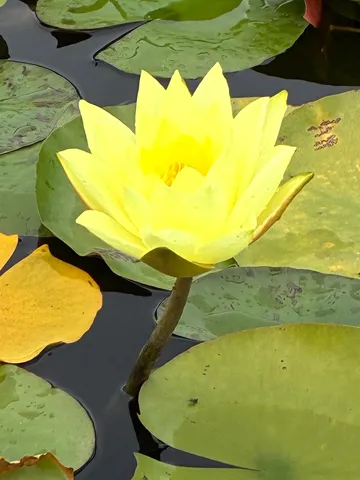 黄の水辺に咲く朝