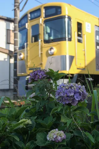 電車と紫陽花の儚い邂逅