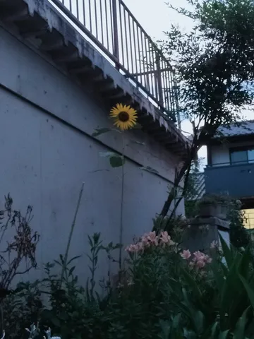 壁を背に立つ一本のひまわり