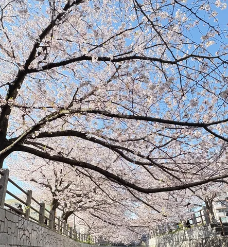 川沿いの桜並木、満開の空