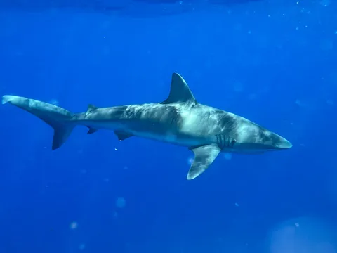 青い海を悠々と泳ぐサメ