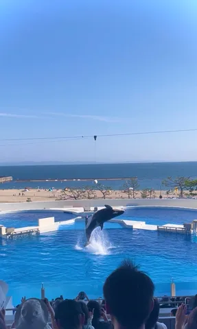シャチ、空飛ぶ！波しぶきも決まってる！