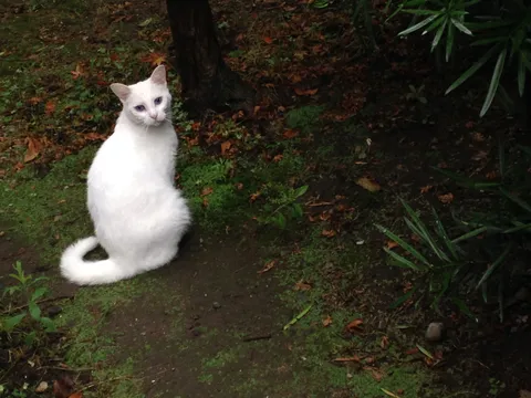 青い瞳の白猫、静かな森の出会い