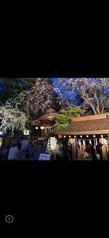 夜桜と古刹の幻想的な競演