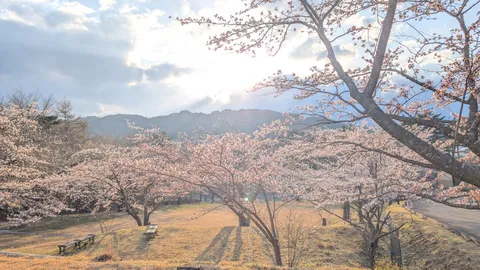 陽射しに包まれる桜の園
