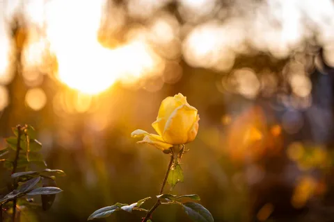 黄金色に染まる一輪の薔薇