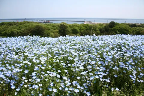 青い絨毯、水平線の誘惑