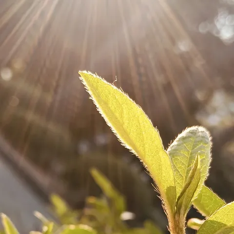 木漏れ日の新芽