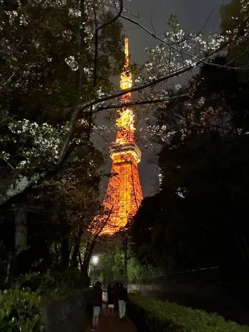 夜桜と東京タワーの幻想的な出会い
